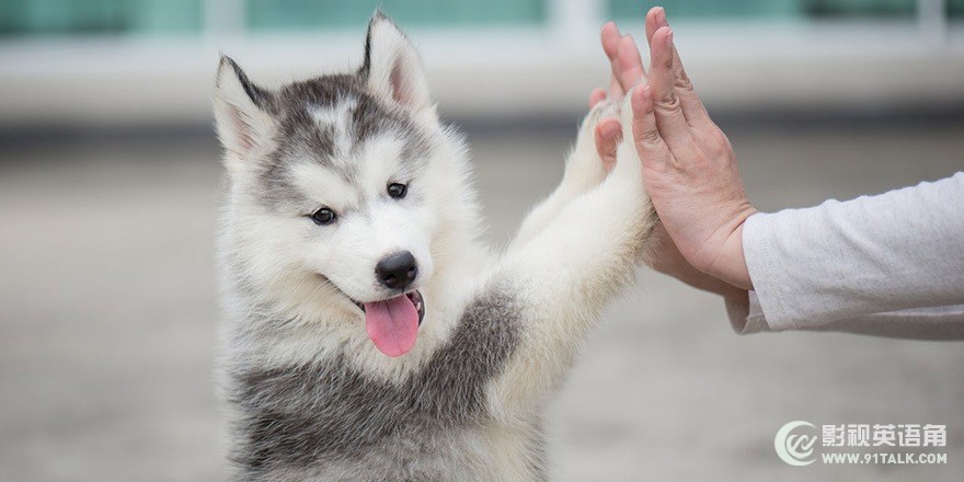 Dog-02.jpg